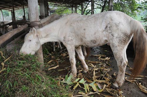 Đột nhập trang trại ngựa bạch "khủng" ở HN - 7