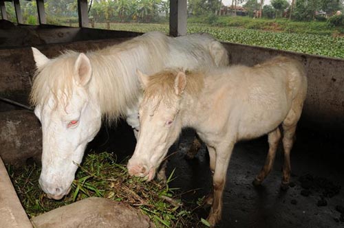 Đột nhập trang trại ngựa bạch "khủng" ở HN - 8