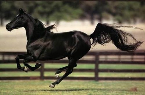 Những con tuấn mã ấn tượng trên màn ảnh - 8