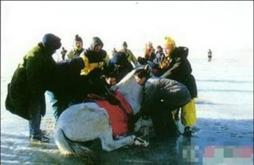 Những con tuấn mã ấn tượng trên màn ảnh - 2