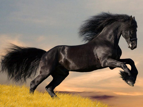 Loài ngựa: Trung thành và thông minh hơn ta nghĩ - 2