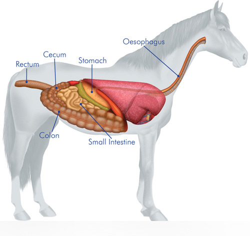 Loài ngựa: Trung thành và thông minh hơn ta nghĩ - 3