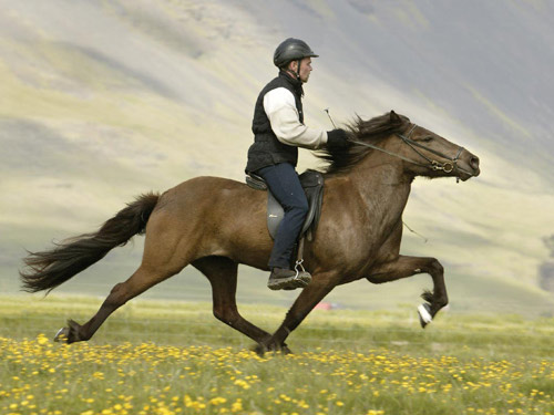 Loài ngựa: Trung thành và thông minh hơn ta nghĩ - 4