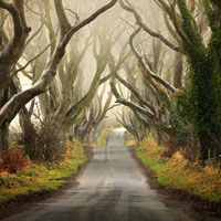 Du lịch - Con đường cây đẹp ma mị ở Bắc Ireland