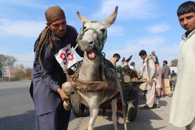 Lễ hội đua xe lừa truyền thống của Pakistan năm 2014 (Donkey cart races in Pakistan 2014) đã diễn ra tại thành phố Gujar Khan, Pakistan hôm 26/1 vừa qua

