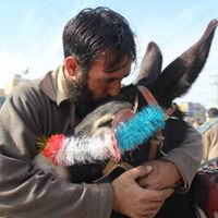 Phi thường - kỳ quặc - Lễ hội đua xe lừa đầu năm ở Pakistan