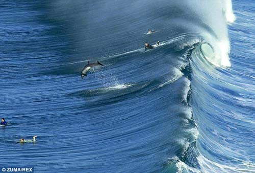 Đang lướt sóng gặp đàn cá heo - 1