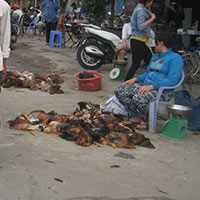 Sức khỏe đời sống - Gà nhiễm cúm lên bàn nhậu