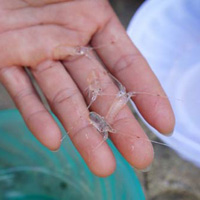 Thị trường - Tiêu dùng - Đầu năm, thu tiền triệu từ tôm nhí