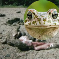Giải mã 1000 con ếch nổ tung ở “hồ tử thần“