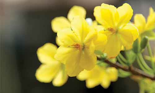 Câu chuyện đầu năm: TẾT MÀ ! - 1