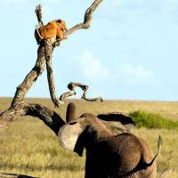 Ảnh đẹp: Sư tử bị voi... lùa lên cây