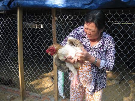 Kinh nghiệm nuôi gà Đông Tảo thu bạc triệu - 1