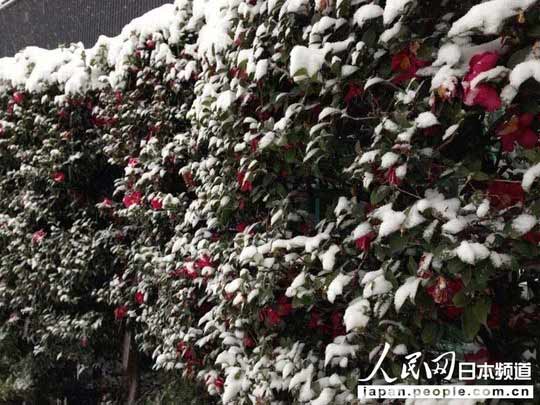 Nhật Bản: Tuyết rơi khủng khiếp nhất 20 năm qua - 4