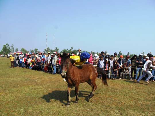 Khán giả, kỵ sĩ bị thương tại hội đua ngựa - 4
