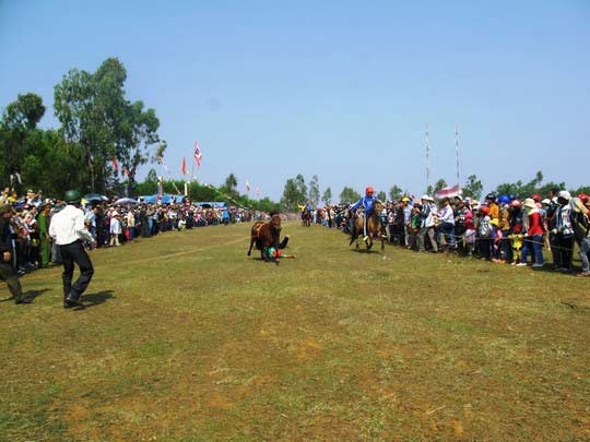 Khán giả, kỵ sĩ bị thương tại hội đua ngựa - 5