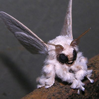 Phi thường - kỳ quặc - Những sinh vật dị dạng của tạo hóa