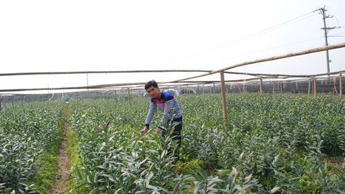 Hà Nội: Làm giàu từ thuê đất trồng hoa ly - 1