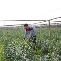 Thị trường - Tiêu dùng - Hà Nội: Làm giàu từ thuê đất trồng hoa ly