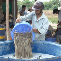 Thị trường - Tiêu dùng - Thu lợi hơn 700 triệu đồng từ 2 ao tôm