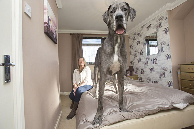 Với chiều cao khi đứng là 2,24m và cân nặng lên đến 70kg chú chó này đã xác lập danh hiệu chó lớn nhất nước Anh
