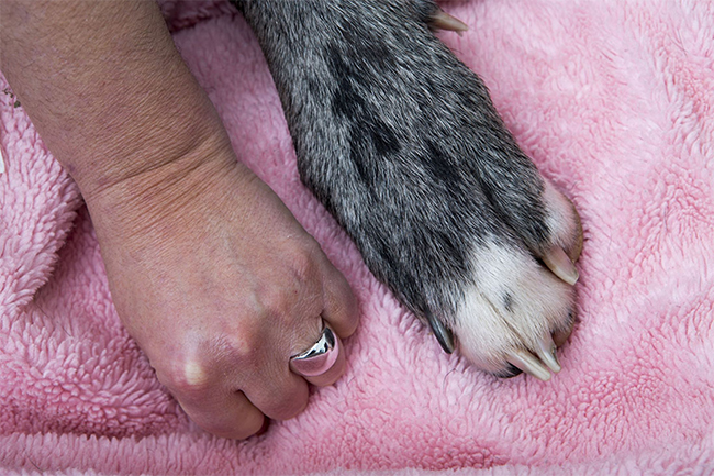 Móng chân của chú chó này cũng tương đương với bàn tay của con người
