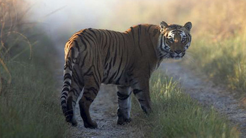 Ấn Độ: Ăn thịt 10 người, hổ dữ thoát bẫy thợ săn - 1