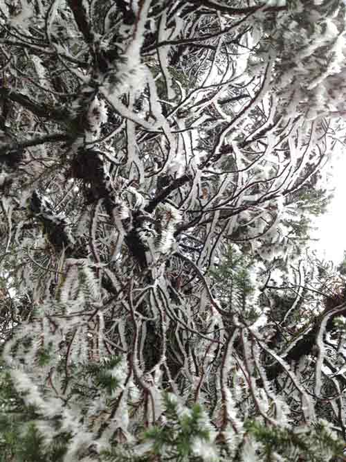 Băng tuyết trắng xóa, tuyệt đẹp ở Mẫu Sơn - 5