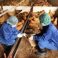 Tiếp xúc gà nhiễm cúm H5N1, một cán bộ thú y nhập viện