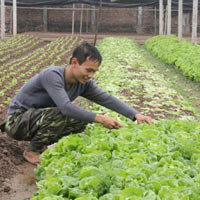 Thị trường - Tiêu dùng - Sau tết, người trồng rau “ngậm quả đắng”