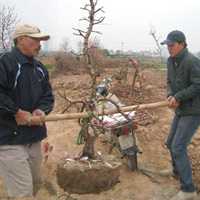 Thị trường - Tiêu dùng - Hoa Tết, càng lỗ càng tính trồng nhiều