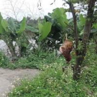 Tin tức trong ngày - Quảng Nam: Gà nhiễm cúm A/H5N1 bị treo cây