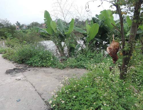 Quảng Nam: Gà nhiễm cúm A/H5N1 bị treo cây - 1