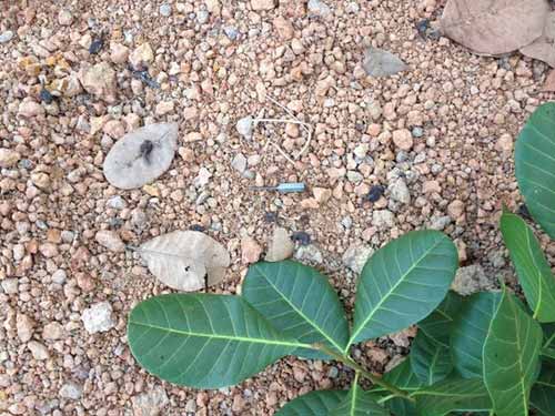 Giết 2 mạng người ở nhà trọ: Bắt băng côn đồ - 4