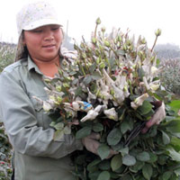 Thị trường - Tiêu dùng - Người trồng hoa "trúng đậm" lễ Tình nhân