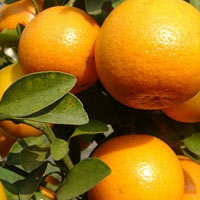 Sức khỏe đời sống - Các vị thuốc tốt cho tiêu hóa