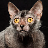 Phi thường - kỳ quặc - Loài mèo biến dị giống ma sói