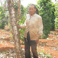 Thị trường - Tiêu dùng - Tiêu đầu mùa bị thương nhân nước ngoài ép giá