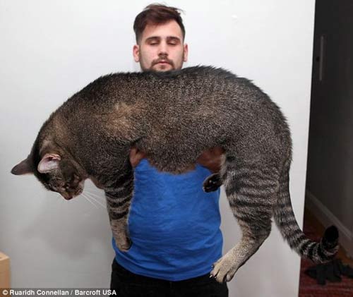 Mỹ: Tranh nhau mua mèo "quái vật" dài gần 1 mét - 1
