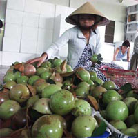 Thị trường - Tiêu dùng - Giá vú sữa giảm mạnh