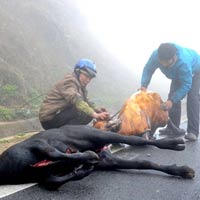Tin tức trong ngày - Trâu, nghé sốc nhiệt chết rét hàng loạt ở Lào Cai