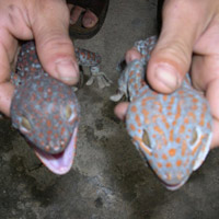 Thị trường - Tiêu dùng - Nuôi "đồ bỏ" thu tiền triệu