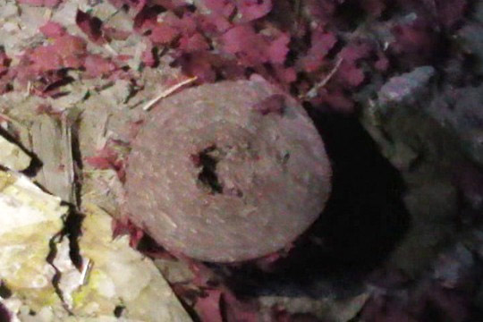 Tiền Giang: Pháo nổ đỏ đường - 2