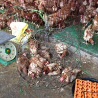 Thị trường - Tiêu dùng - Gà đầu trọc ốm, chết "ngập" chợ đầu mối