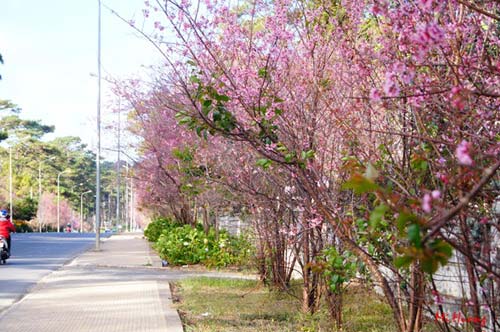 Mùa xuân về với mai anh đào Đà Lạt - 5