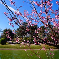 Du lịch - Mùa xuân về với mai anh đào Đà Lạt