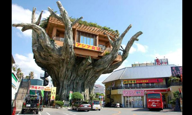 Ở Nhật, căn nhà nằm trọn trên gốc cây này sẽ khiến người ngoài ra vào cực kỳ khó khăn vì phải... trèo cao.
