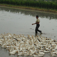 Tin tức trong ngày - Cần Thơ đang là điểm nóng cúm gia cầm