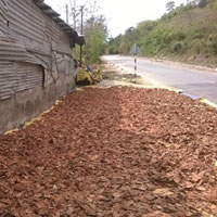 Thị trường - Tiêu dùng - Thương lái Trung Quốc săn mua cây huyết đằng
