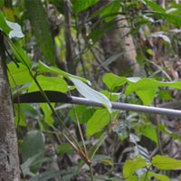 Pháp luật - Giết vợ rồi tự tử: Đắng lòng 4 đứa trẻ mồ côi